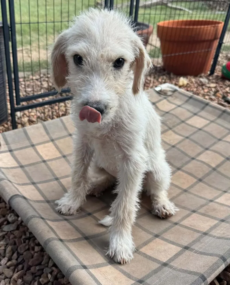 A baby medium-sized female Poodle dog named Tootsie for adoption in Kiowa, OK