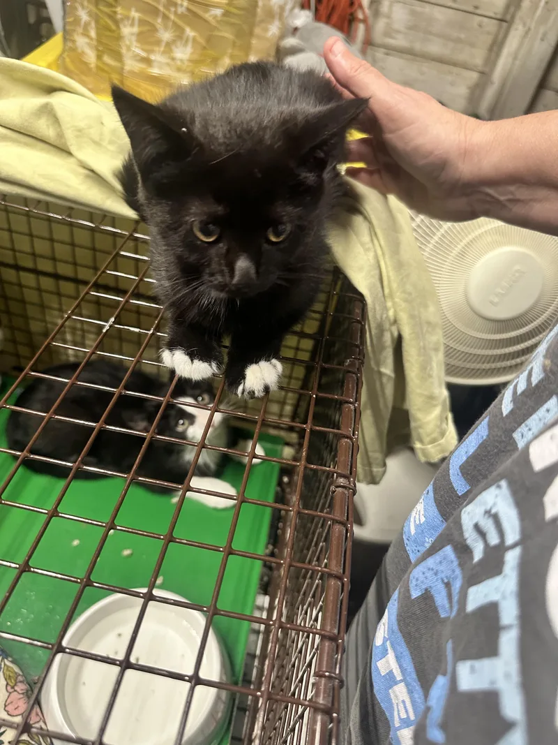 A baby medium-sized female Black & White / Tuxedo Domestic Short Hair cat named Boots for adoption in Valhalla, NY