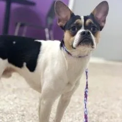 A young small-sized male French Bulldog dog named Dog for adoption in Bullhead City, AZ