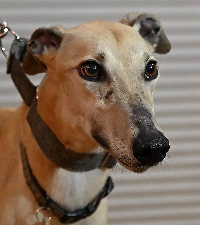 An adult medium-sized female Greyhound dog named Bailey for adoption in Minneapolis, MN
