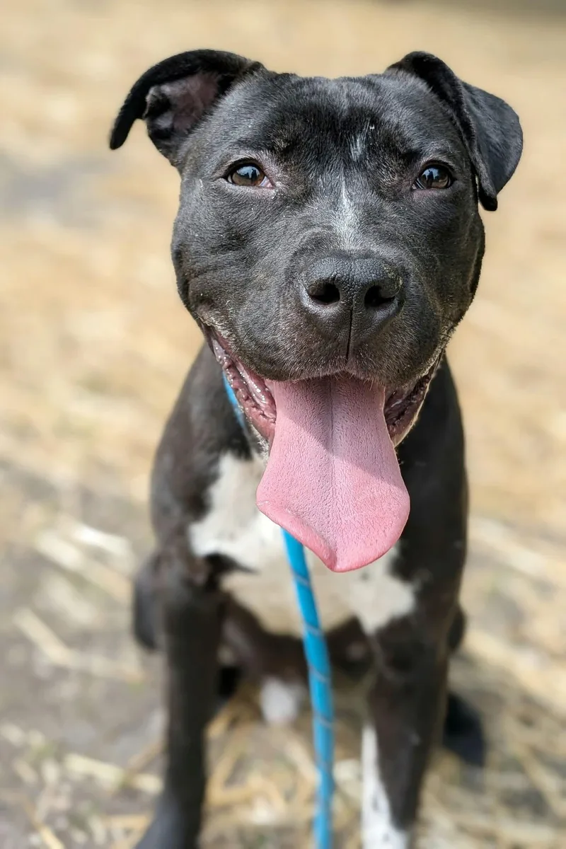 An adult medium-sized male Black Pit Bull Terrier dog named Chandon for adoption in Chicago, IL