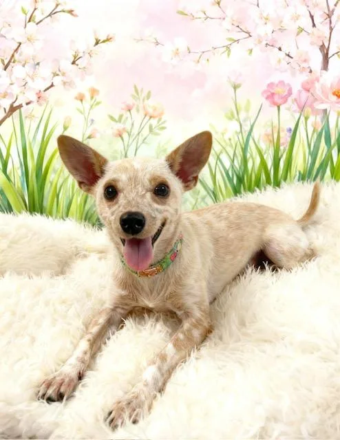 A young small-sized female Yellow / Tan / Blond / Fawn Chihuahua dog named Sassy for adoption in Tehachapi, CA
