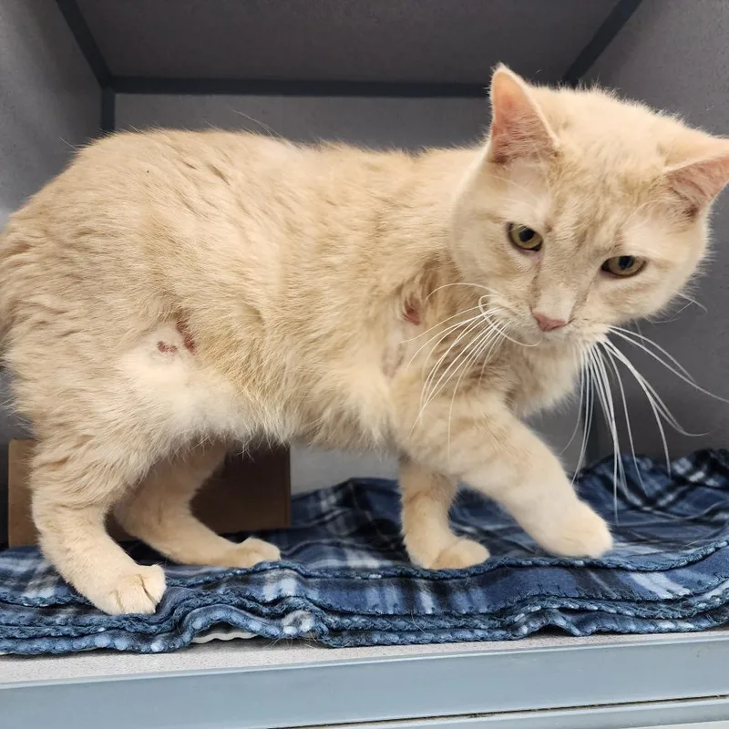 An adult large-sized male Domestic Short Hair cat named Witty Witty for adoption in Evansville, IN