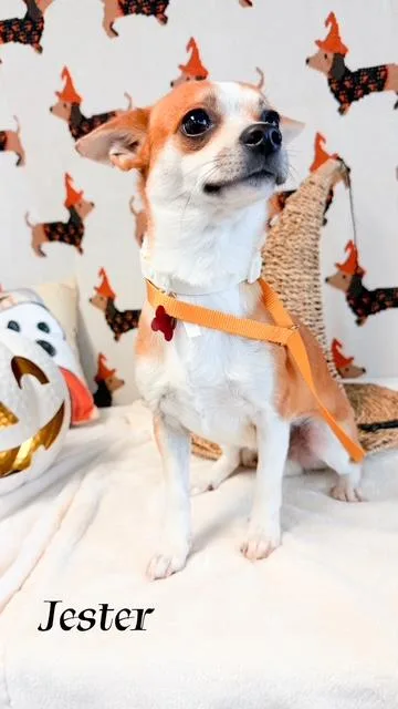 An adult small-sized male Chihuahua dog named Jester for adoption in Tulsa, OK