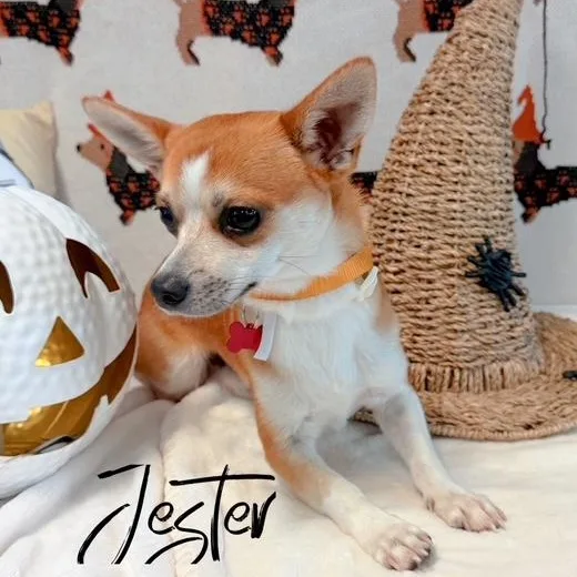 Jester thumbnail 2