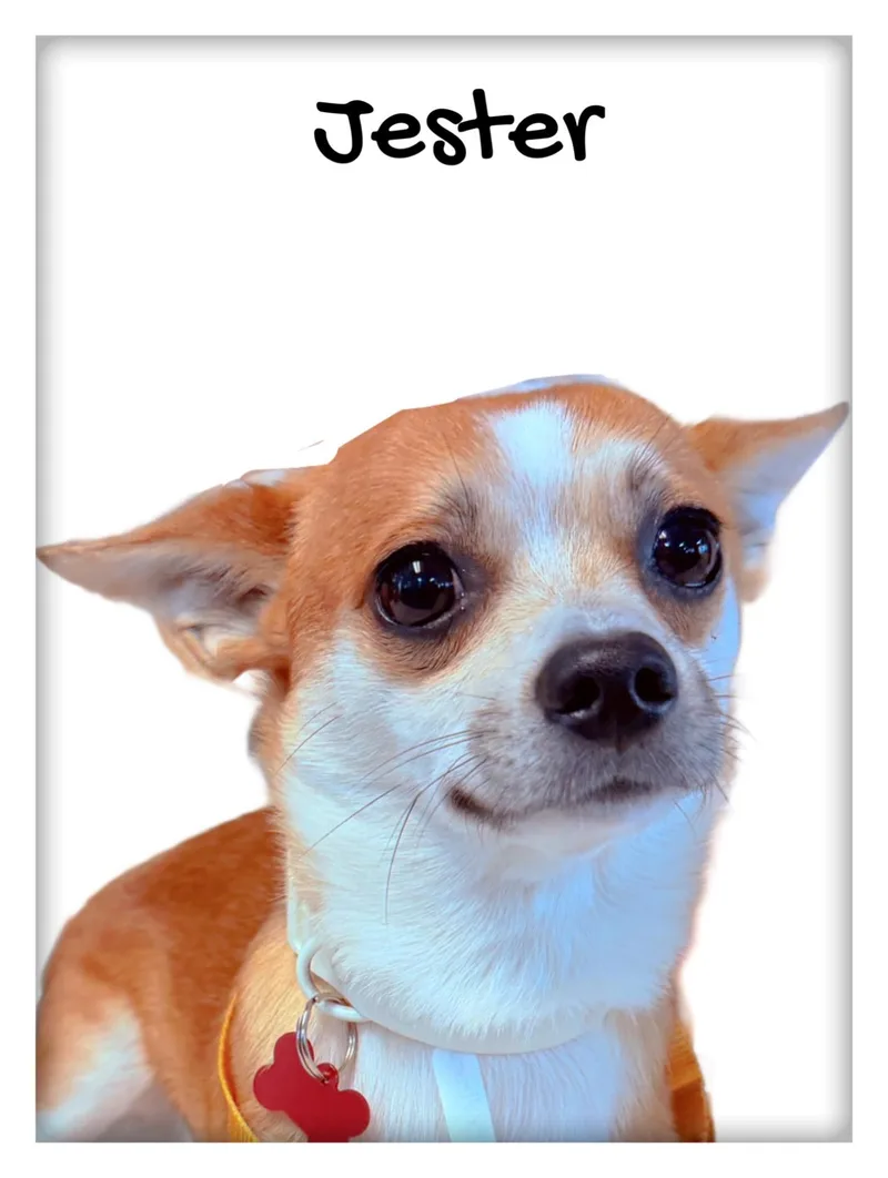 Jester thumbnail 3