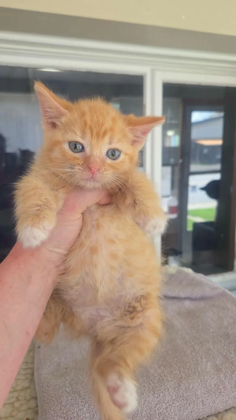 A baby small-sized female Domestic Short Hair cat named Mango for adoption in Clymer, PA