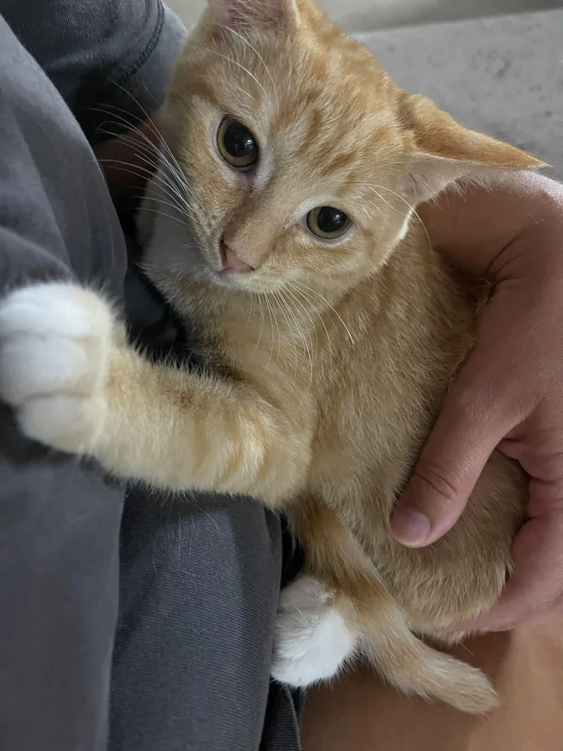 Mango thumbnail 2
