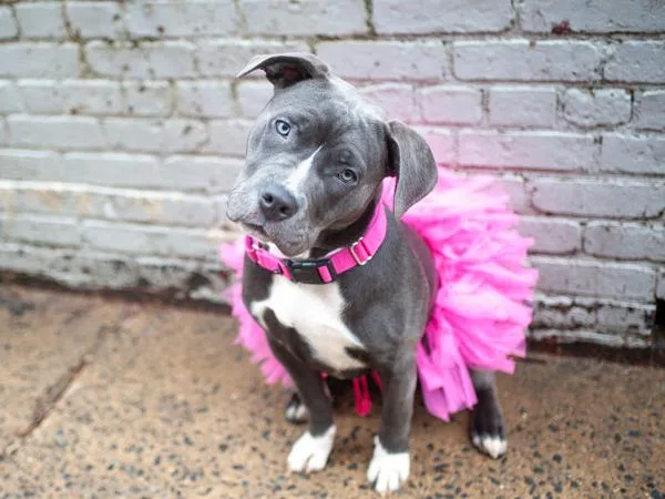 A young large-sized female Mixed Breed dog named Zoe for adoption in New York, NY