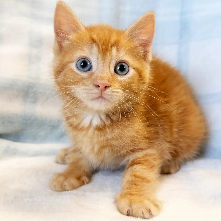 A baby small-sized male Orange / Red Domestic Short Hair cat named Mechamaru for adoption in Mount Juliet, TN