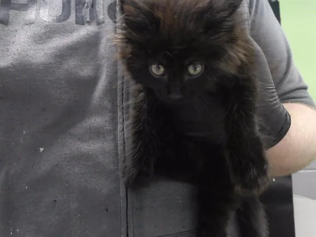 Izzy