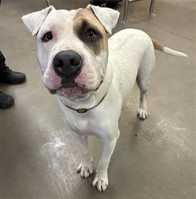 A young large-sized male American Bulldog dog named Storm for adoption in Phoenix, AZ