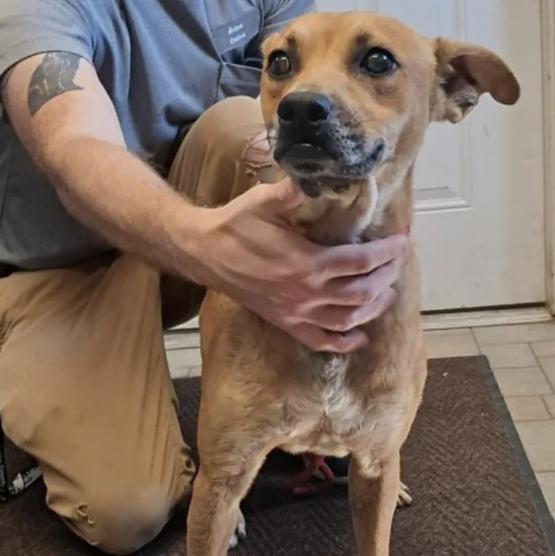 An adult medium-sized male Golden Terrier dog named Ricardo for adoption in Hollister, MO
