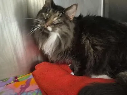Lulu