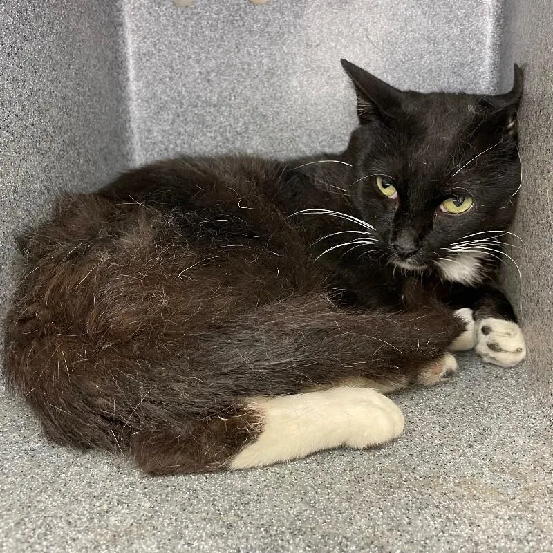 An adult medium-sized male Domestic Short Hair cat named Brodie for adoption in Roanoke, VA