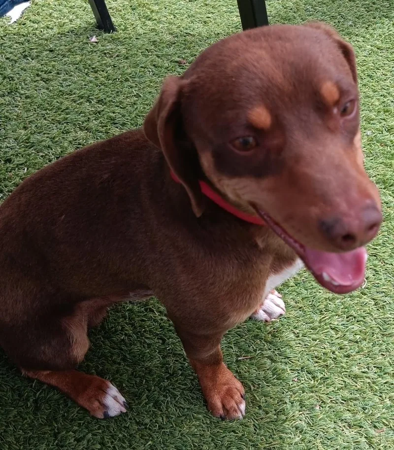 A young small-sized male Brown / Chocolate Miniature Pinscher dog named Slinky for adoption in Fort Lupton, CO