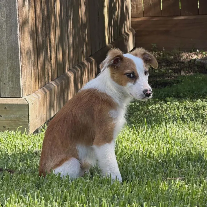 A baby small-sized female White / Cream Border Collie dog named Brie Arriving D for adoption in Princeton, MN
