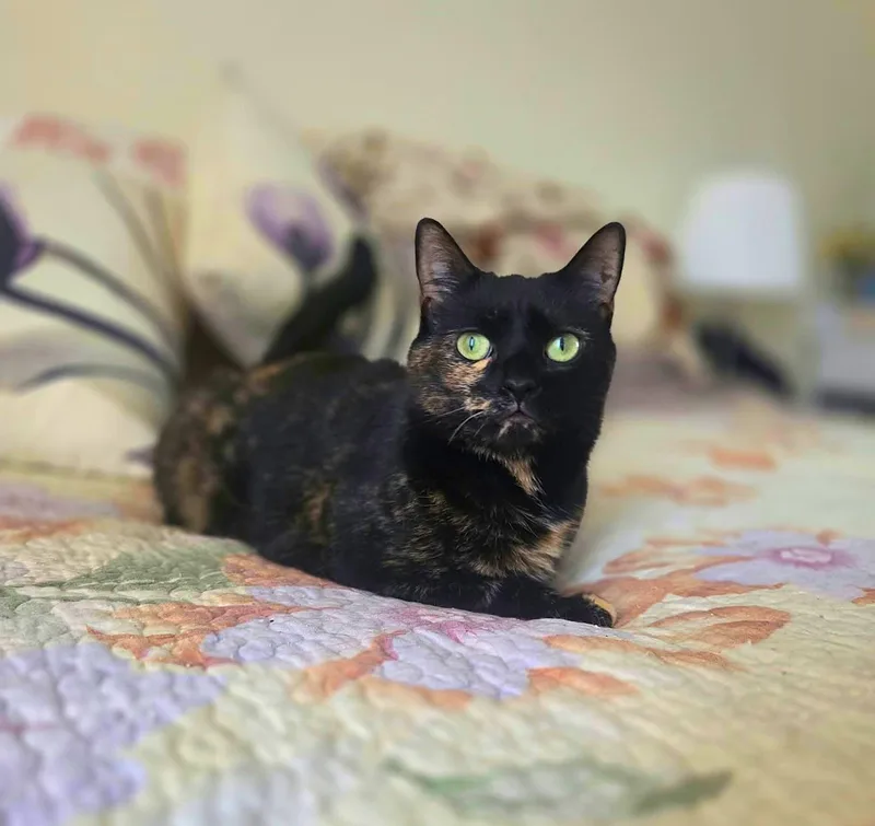 A young medium-sized female Tortoiseshell Domestic Short Hair cat named Lily for adoption in Brooklyn, NY