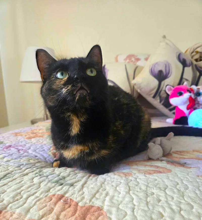 Lily thumbnail 2