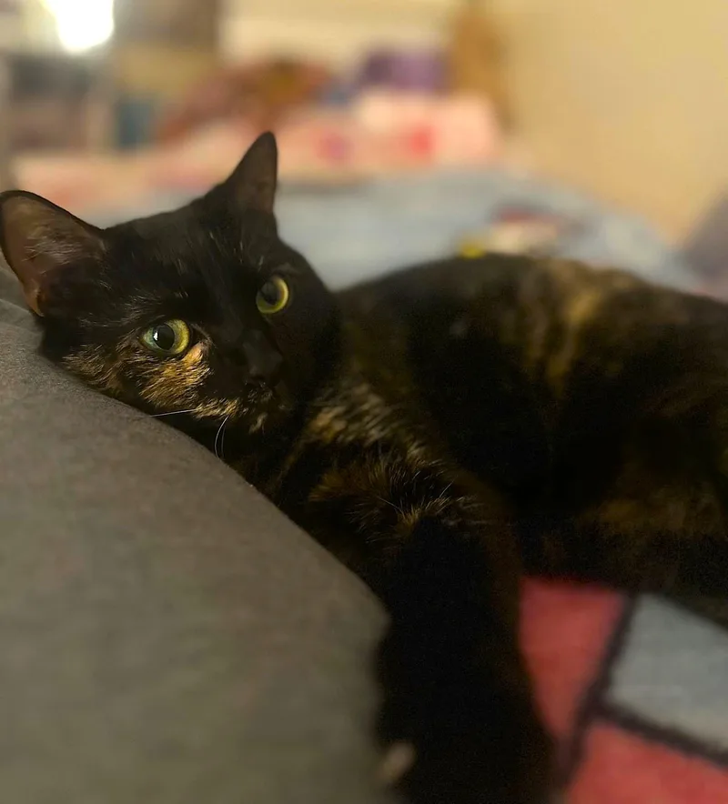 Lily thumbnail 3