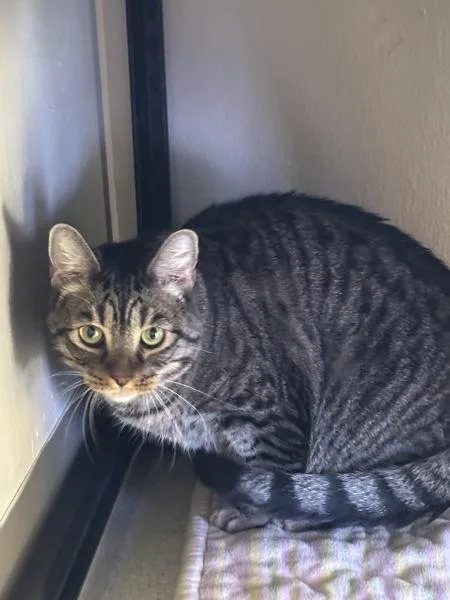 An adult small-sized male Domestic Short Hair cat named Doby for adoption in Sherwood, OR