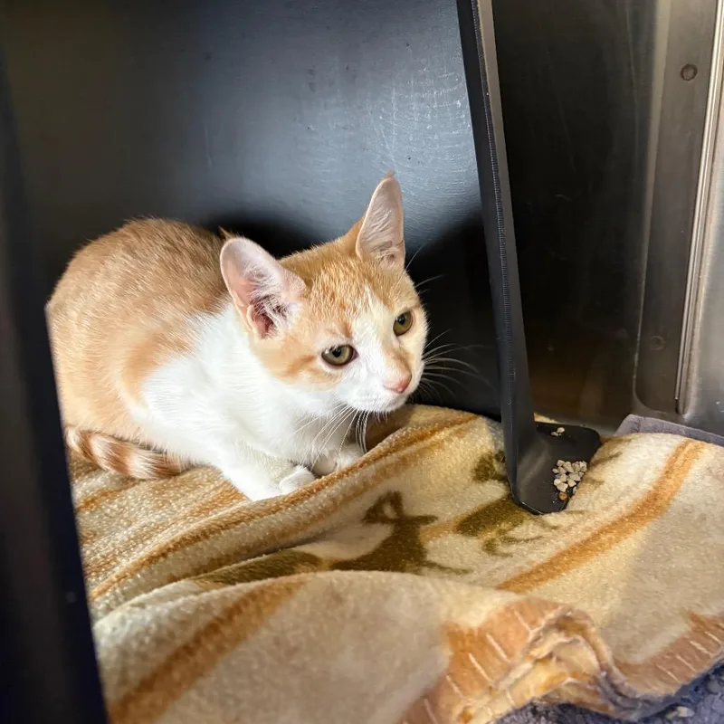 A baby small-sized female Orange / Red Domestic Short Hair cat named Udon for adoption in Spokane, WA