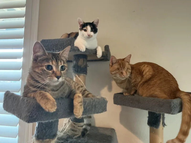 A young medium-sized female Tabby (Buff / Tan / Fawn) Domestic Short Hair cat named Picassa The Artist's for adoption in Prescott, AZ
