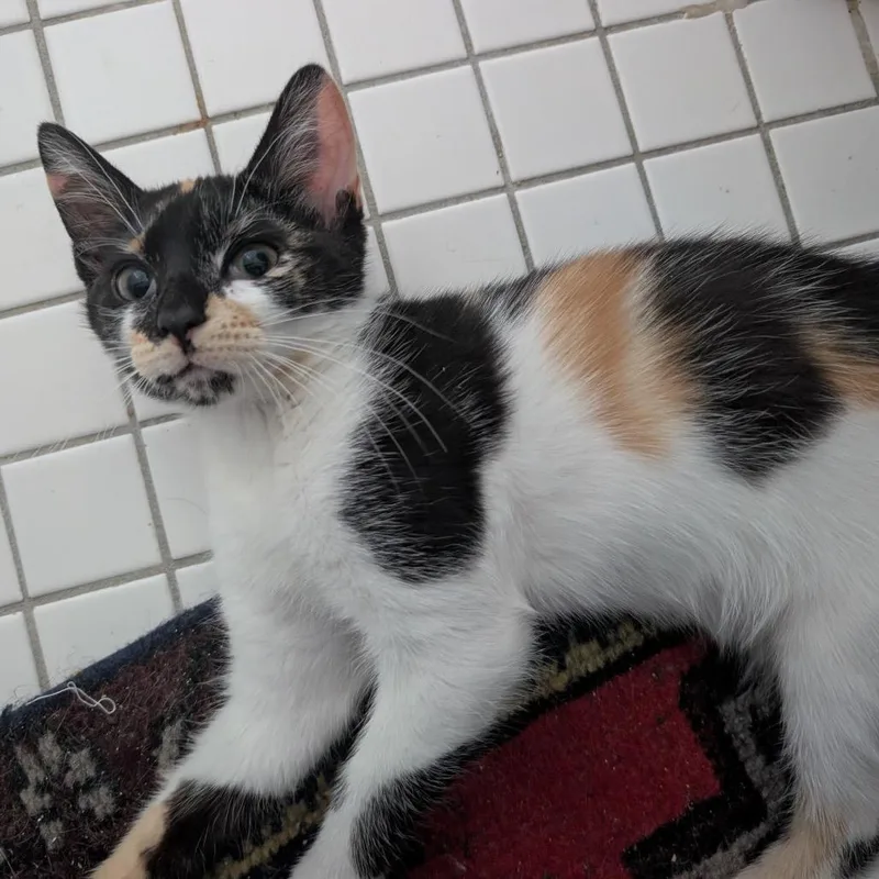 A baby small-sized female Calico Domestic Short Hair cat named Netflix for adoption in Middle Village, NY