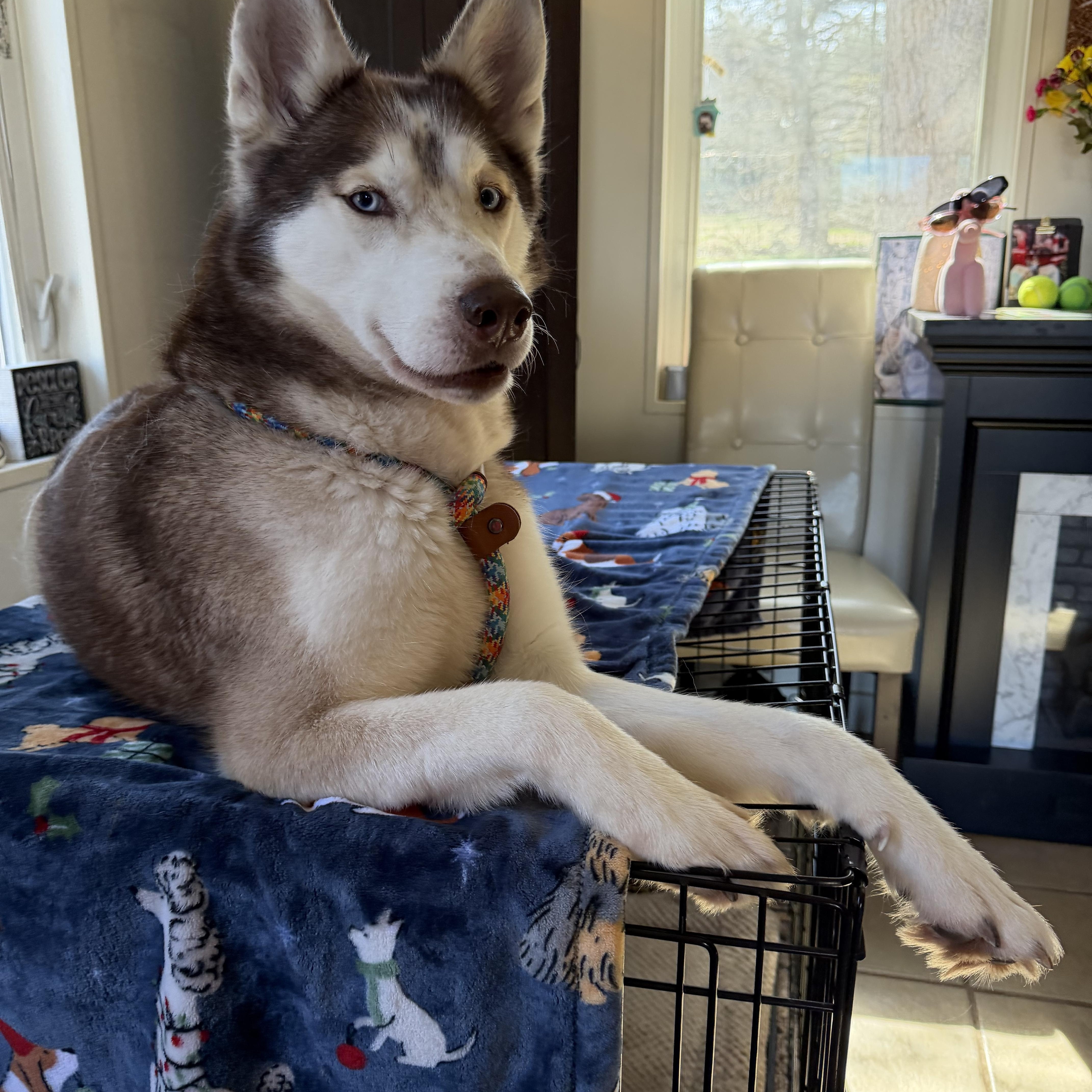 A young medium-sized female Red / Chestnut / Orange Siberian Husky dog named Sophia for adoption in Spring City, PA