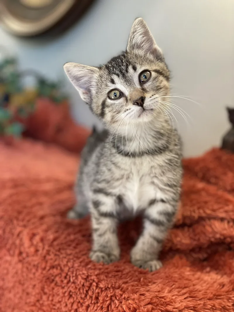A baby medium-sized male Tabby (Buff / Tan / Fawn) Tabby cat named Toby for adoption in Taylor, MI
