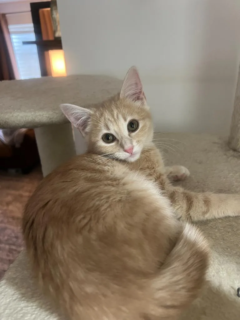 A baby medium-sized female Domestic Short Hair cat named Clementine for adoption in Salt Lake City, UT