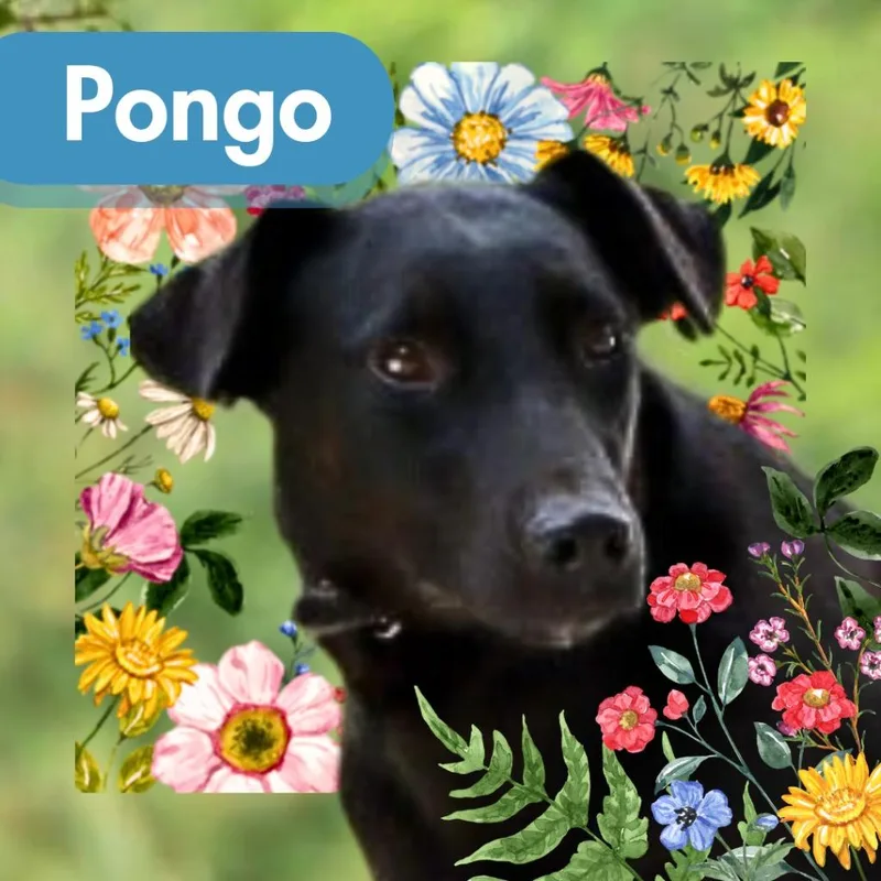 An adult large-sized female Labrador Retriever dog named Pongo for adoption in Lawrenceburg, TN