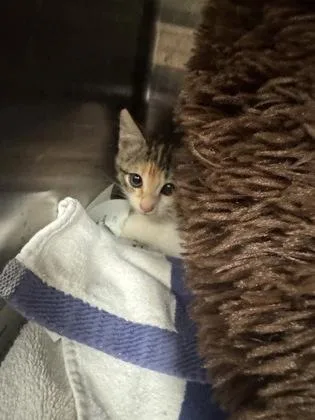 A baby small-sized female Domestic Short Hair cat named Spice for adoption in Farmers Branch, TX