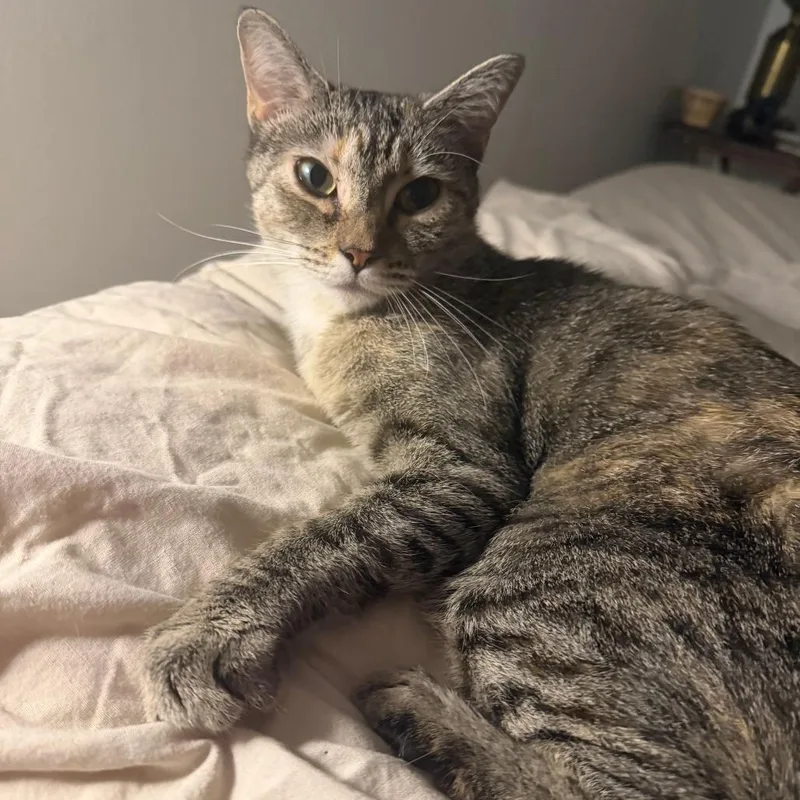 A young medium-sized female Gray / Blue / Silver Domestic Short Hair cat named Cinnamon Roll for adoption in Winston Salem, NC