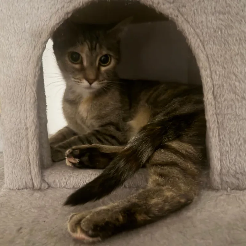 Cinnamon Roll thumbnail 3