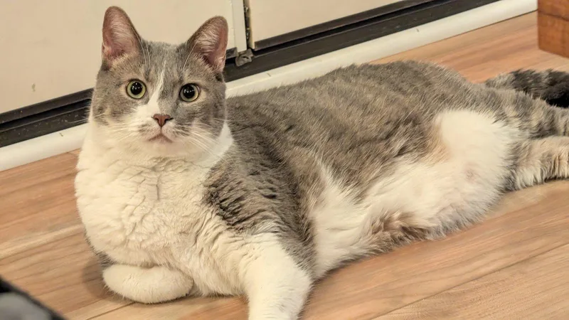 An adult extra large-sized male Domestic Short Hair cat named Jasper for adoption in Charleston, WV