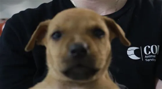 A baby small-sized female Mixed Breed dog named Beatrice for adoption in Columbia, SC