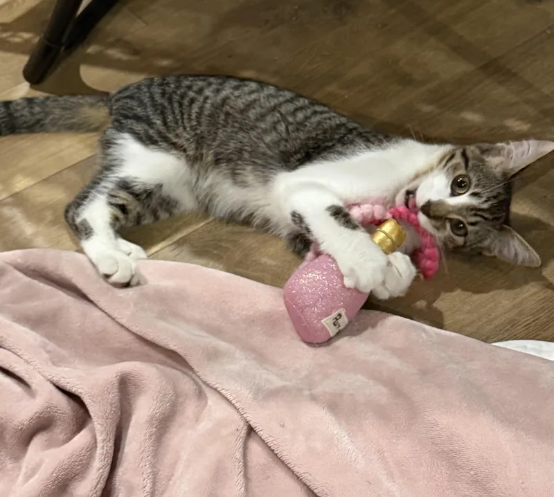 A baby small-sized male Tabby (Buff / Tan / Fawn) Domestic Short Hair cat named Ernie for adoption in Avon Lake, OH