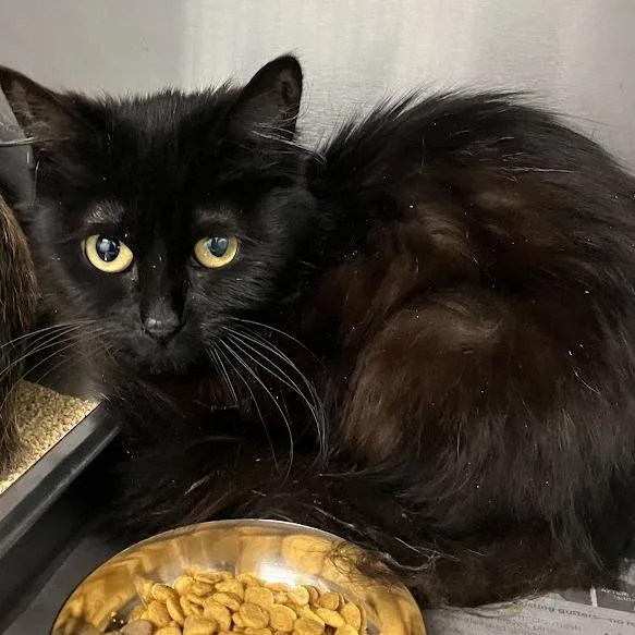An adult medium-sized female Black Domestic Long Hair cat named Sis for adoption in DeKalb, IL