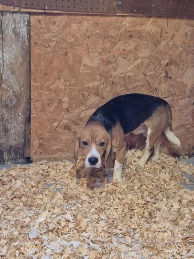 A young medium-sized male Beagle dog named B Fenix for adoption in Ashland, WI