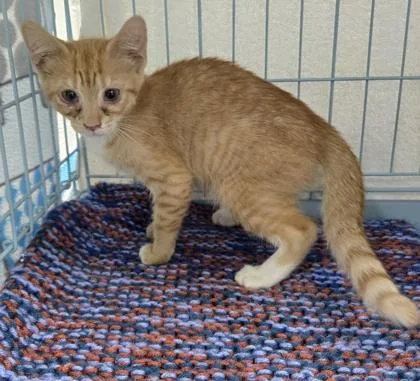 A baby small-sized female Domestic Short Hair cat named Brie for adoption in Gainesville, FL