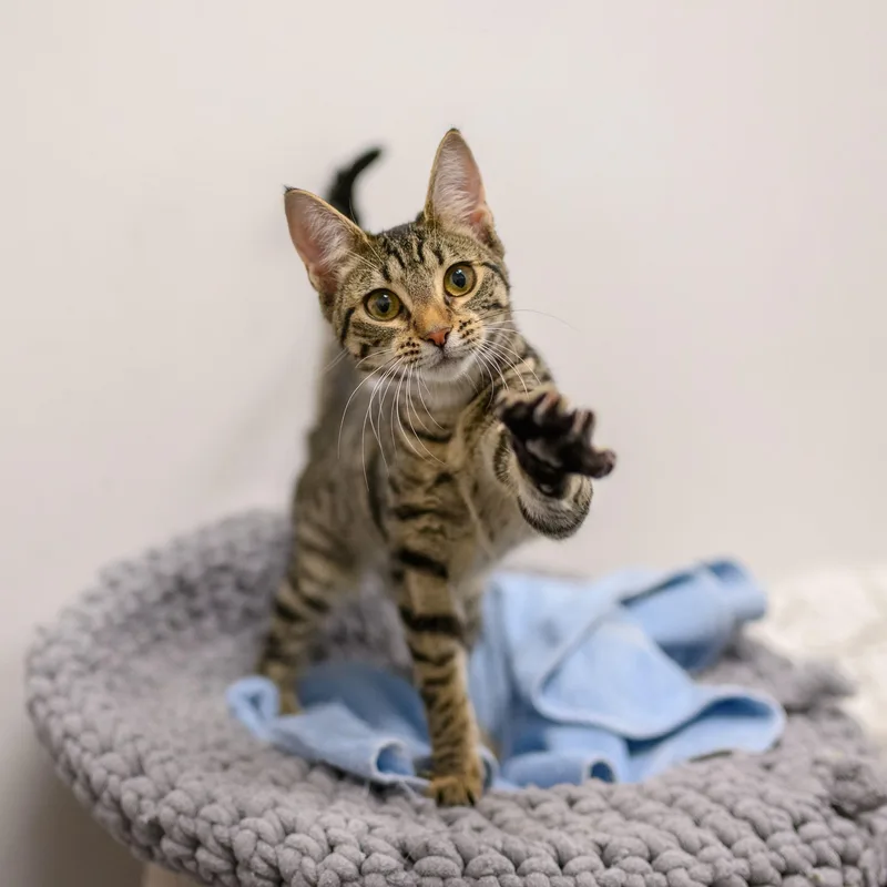 A young medium-sized female Tabby cat named Jinx for adoption in Hamilton, NJ