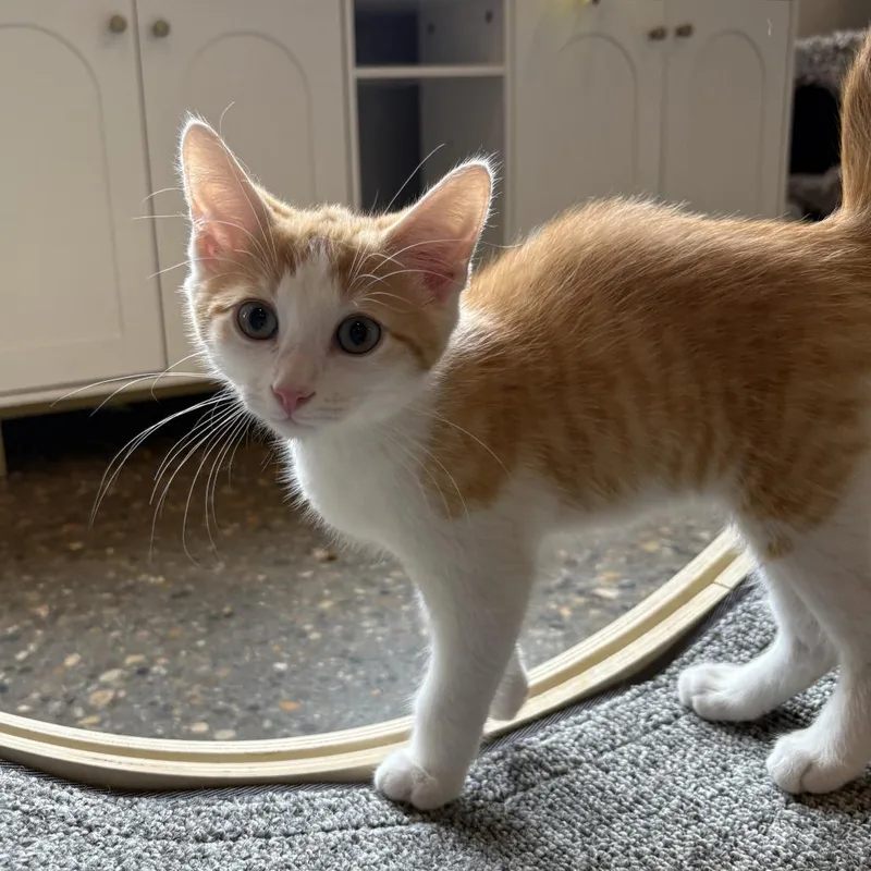 A baby small-sized male White Domestic Short Hair cat named Chuwi for adoption in Louisville, KY