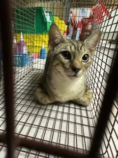 A young medium-sized male Domestic Short Hair cat named Paw Mccartney for adoption in Jacksonville, FL