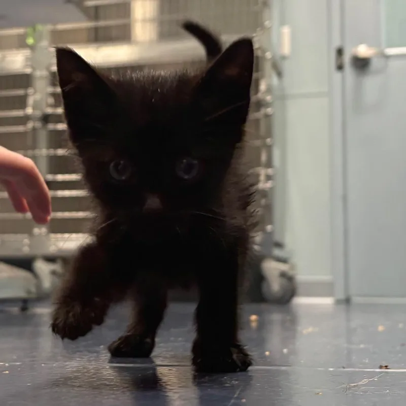 A baby small-sized male Black Domestic Short Hair cat named Farley for adoption in Greensboro, NC