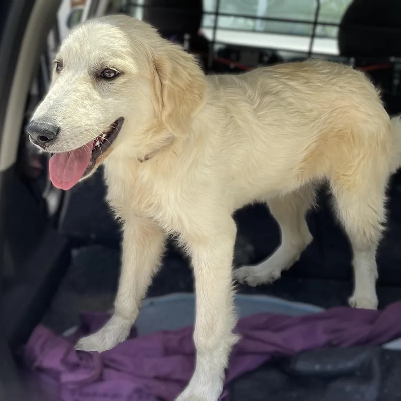 A young medium-sized male Great Pyrenees dog named Houdini P for adoption in Atlanta, GA