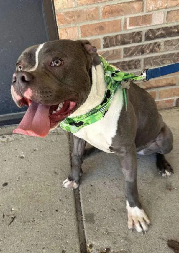 An adult medium-sized male Pit Bull Terrier dog named Sugar Dumplin for adoption in Germantown, OH