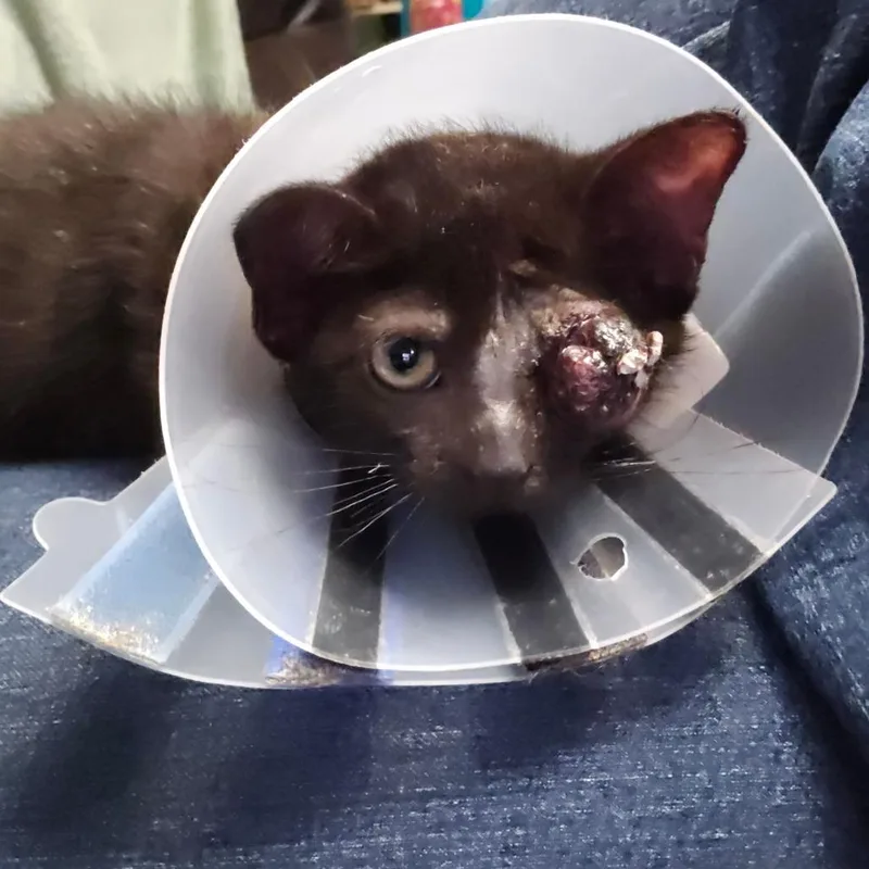 A baby small-sized male Black Domestic Short Hair cat named Cy for adoption in Watertown, NY