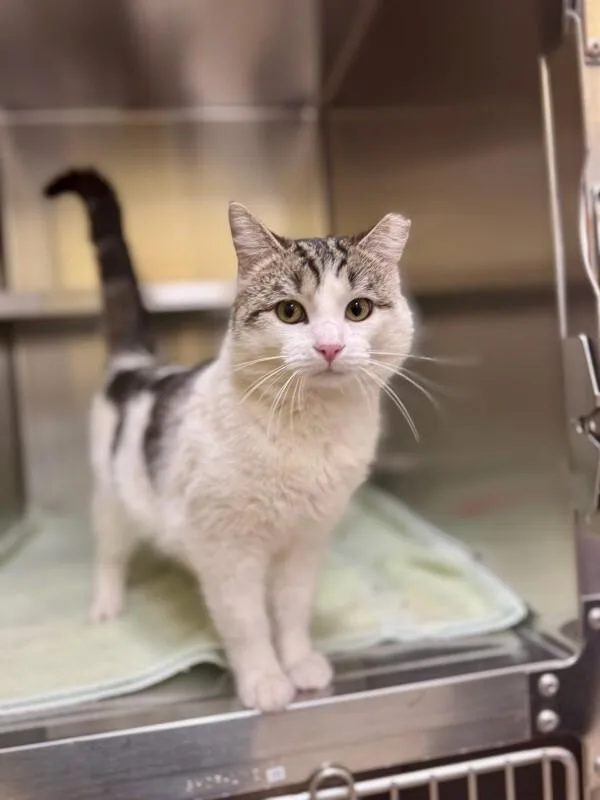 An adult medium-sized male Tabby (Brown / Chocolate) Domestic Short Hair cat named Pokemon for adoption in Wooster, OH