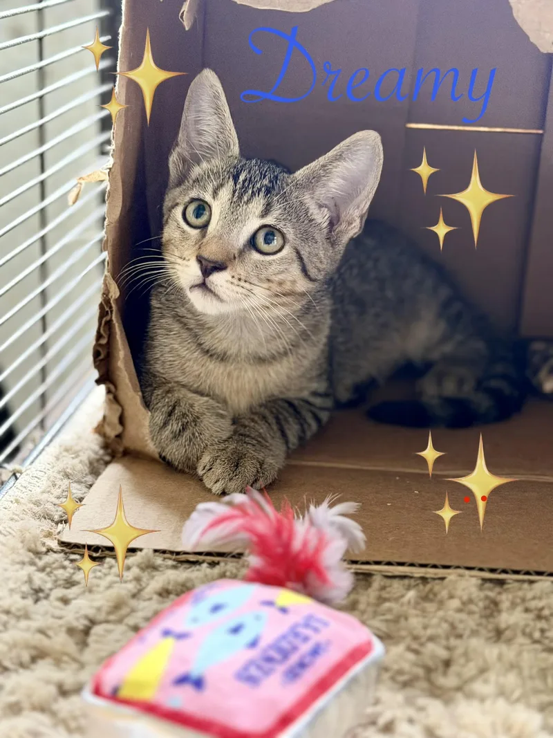 A baby small-sized male Tabby (Brown / Chocolate) Tabby cat named Dreamy for adoption in Homestead, FL